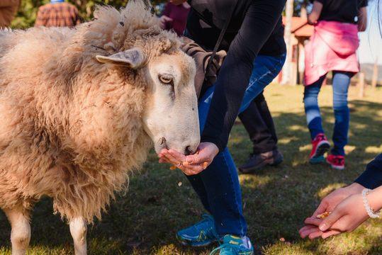 Brocker Turismo - Tour no Vale com Café Colonial